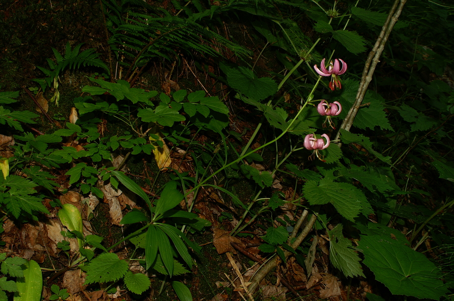 Turška lilija (<i>Lilium martagon</i>), 2006-06-23 (Foto: Benjamin Zwittnig)