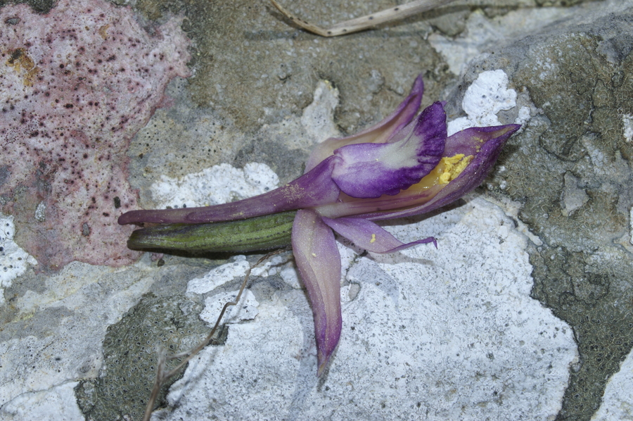 Splavka (<i>Limodorum abortivum</i>), 2007-04-28 (Foto: Benjamin Zwittnig)