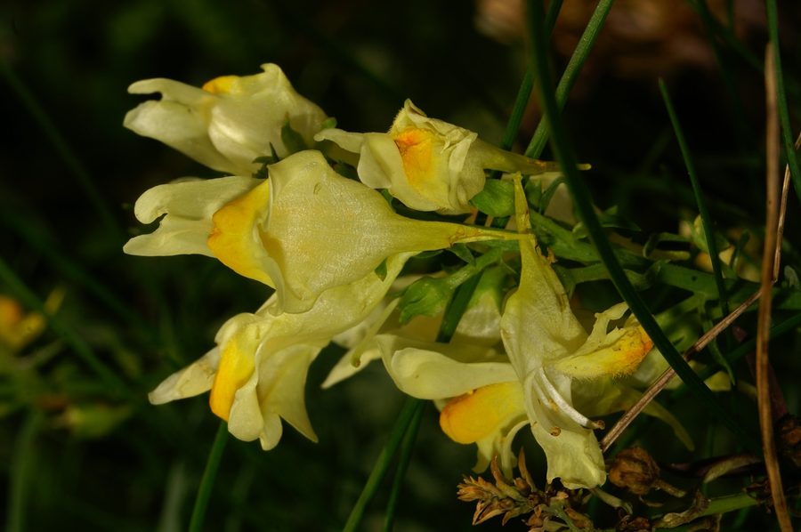 Navadna madronščica (<i>Linaria vulgaris</i>), Limbarska gora, 2006-08-20 (Foto: Benjamin Zwittnig)