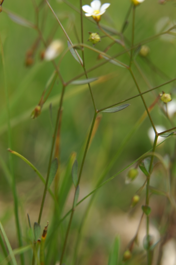 Predivec (<i>Linum catharicum ssp. catharicum</i>), Kamniški vrh, 2010-06-25 (Foto: Benjamin Zwittnig)