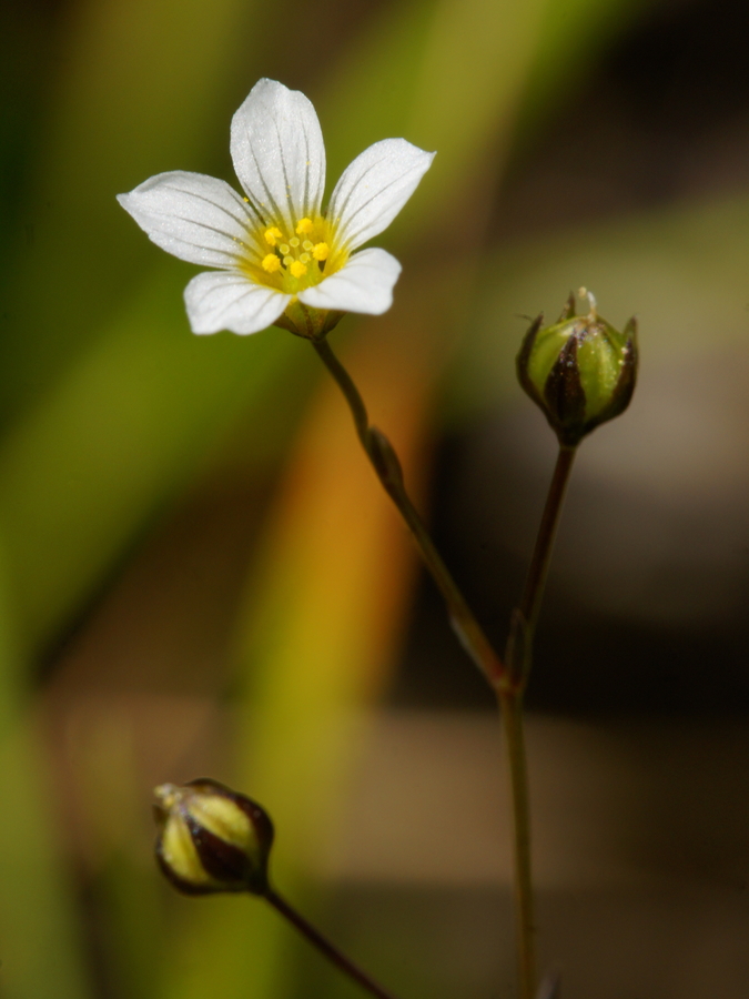 Predivec (<i>Linum catharicum ssp. catharicum</i>), Vitranc, 2014-07-04 (Foto: Benjamin Zwittnig)