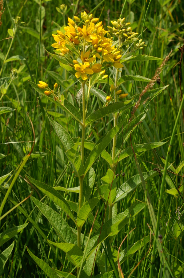 Navadna pijavčnica (<i>Lysimachia vulgaris</i>), Lj. barje, 2006-06-22 (Foto: Benjamin Zwittnig)