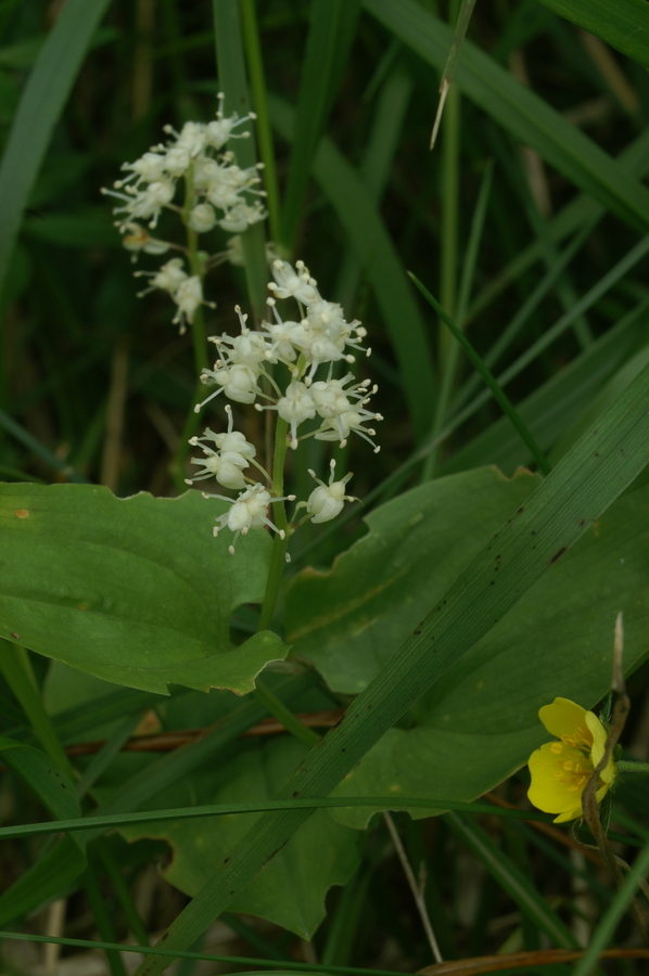 Dvolistna senčnica (<i>Maianthemum bifolium</i>), Rovte, 2008-06-07 (Foto: Benjamin Zwittnig)