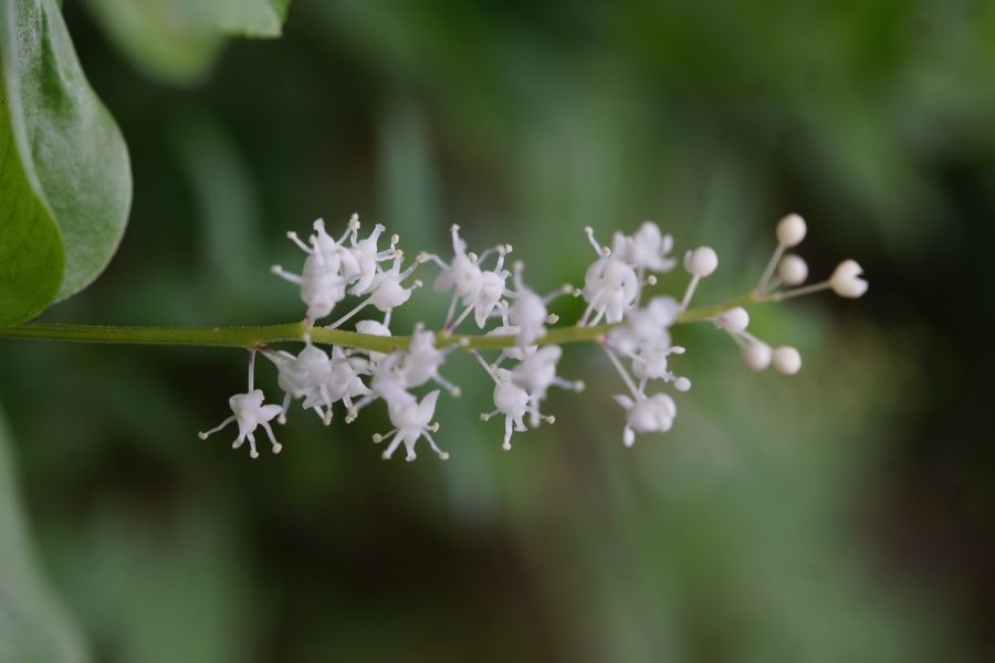 Dvolistna senčnica (<i>Maianthemum bifolium</i>), Pokljuka, 2015-06-14 (Foto: Benjamin Zwittnig)