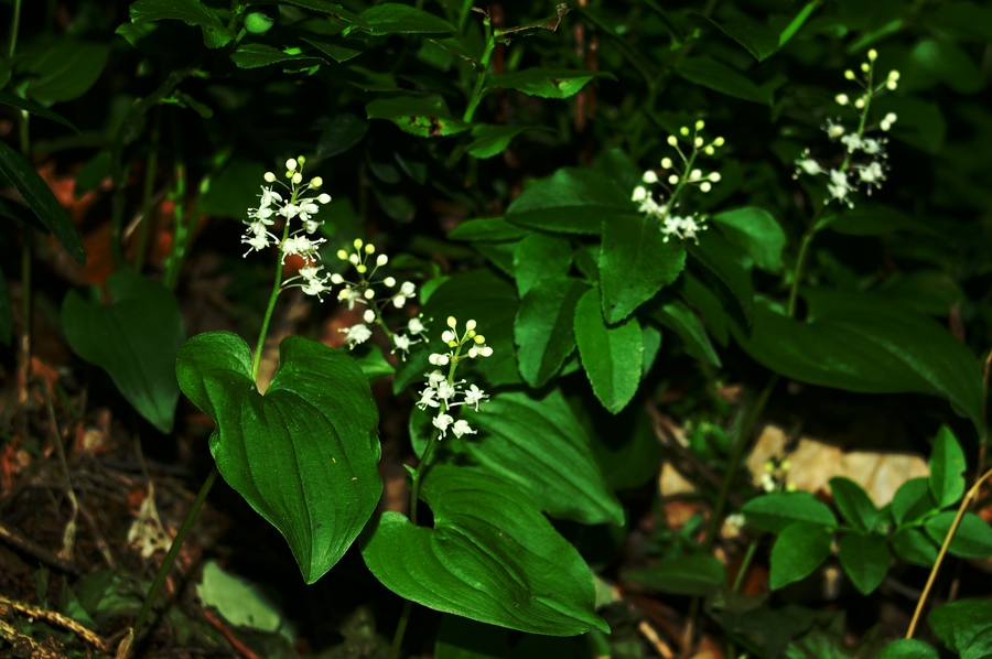 Dvolistna senčnica (<i>Maianthemum bifolium</i>), Mrzlica, 2006-06-03 (Foto: Benjamin Zwittnig)