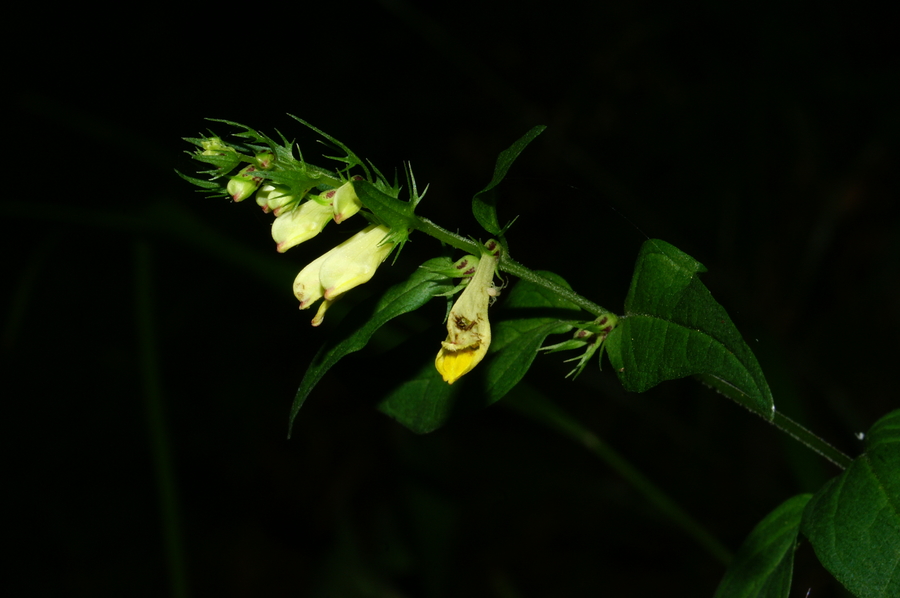 Navadni črnilec (<i>Melampyrum pratense</i>), Volčji potok, 2006-07-15 (Foto: Benjamin Zwittnig)