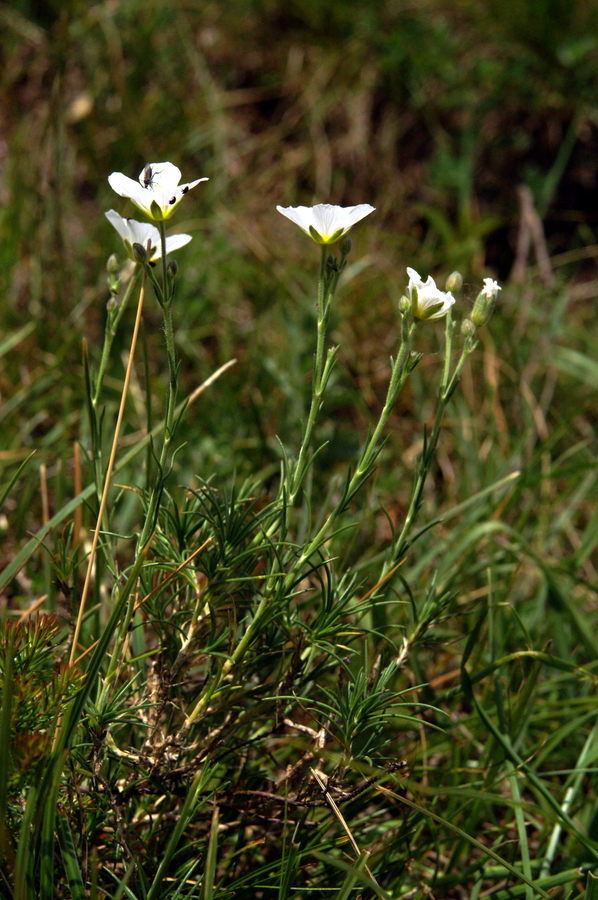 Lasasta črvinka (<i>Minuartia capillacea</i>), Kamniški vrh, 2010-06-25 (Foto: Benjamin Zwittnig)