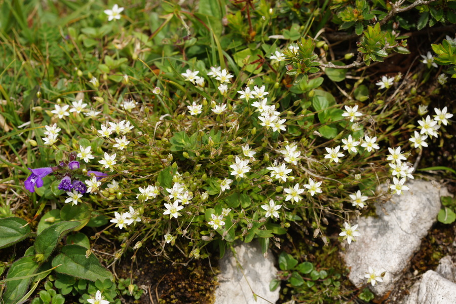 Gerardova črvinka (<i>Minuartia gerardii</i>), Lipanca, 2015-06-14 (Foto: Benjamin Zwittnig)