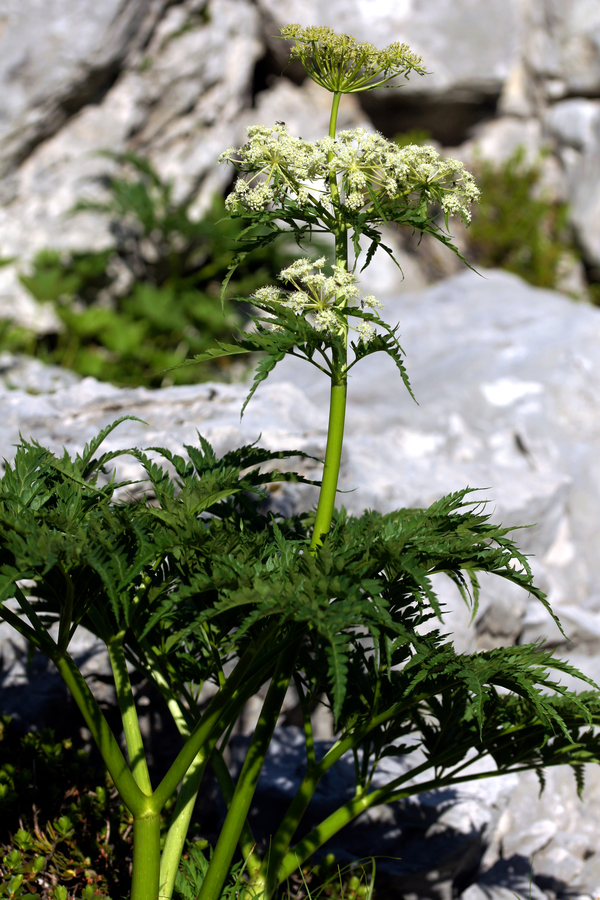 Progasti kobul (<i>Molopospermum poloponnesiacum ssp. bauhinii</i>), nad planino Gozdec (Kanin), 2018-06-20 (Foto: Benjamin Zwittnig)
