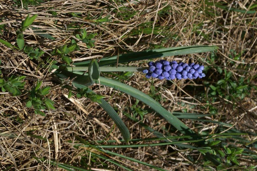 Jagodasta hrušica (<i>Muscari botryoides</i>), Vremščica, 2007-04-15 (Foto: Benjamin Zwittnig)