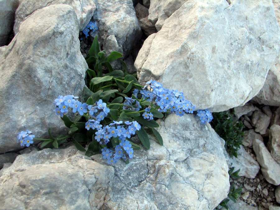 Planinska spominčica (<i>Myosotis alpestris</i>), Tičarica – Zelnarica, 2009-08-18 (Foto: Sonja Kostevc)