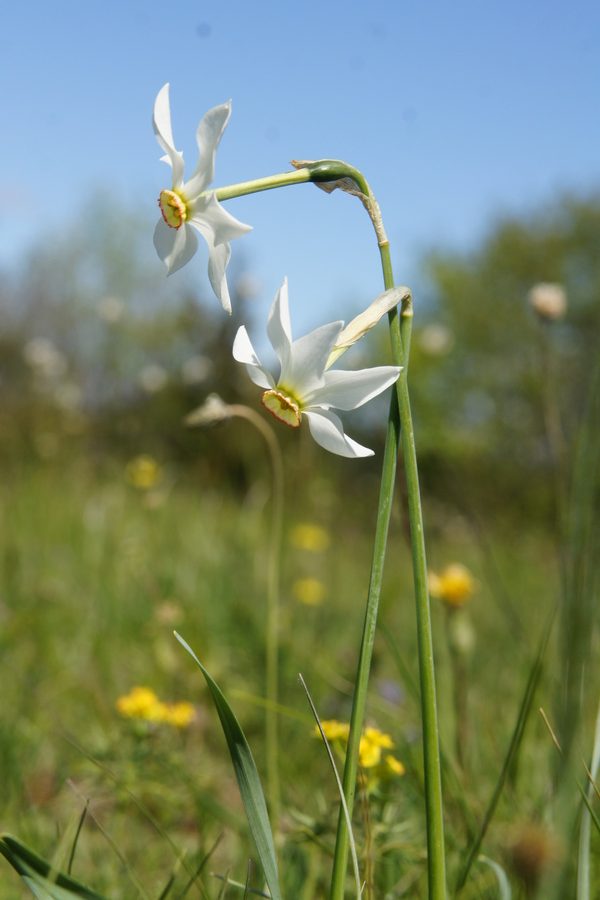 Gorski narcis, Bedenica, Ključavnica (<i>Narcissus poeticus radiiflorus</i>), 2016-04-29 (Foto: Benjamin Zwittnig)
