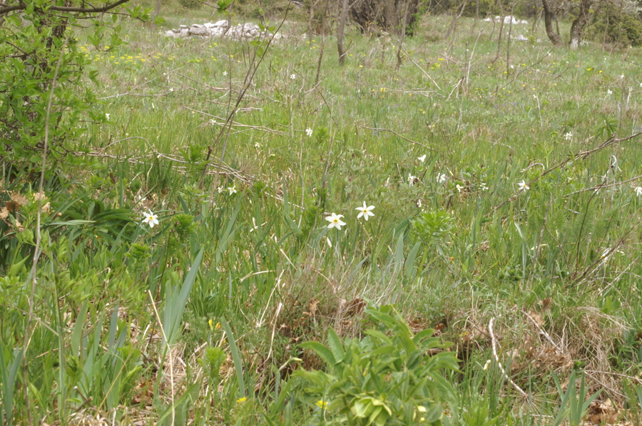 Gorski narcis, Bedenica, Ključavnica (<i>Narcissus poeticus radiiflorus</i>), 2007-04-22 (Foto: Benjamin Zwittnig)