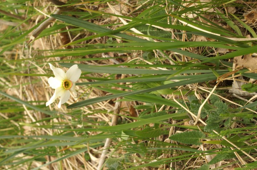Gorski narcis, Bedenica, Ključavnica (<i>Narcissus poeticus radiiflorus</i>), 2007-04-22 (Foto: Benjamin Zwittnig)