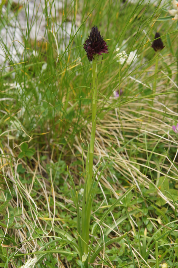 Rhellicanova murka (črna murka) (<i>Nigritella rhellicani</i>), 2010-07-19 (Foto: Benjamin Zwittnig)