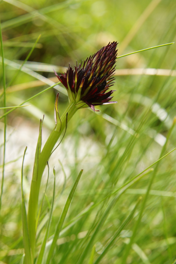 Rhellicanova murka (črna murka) (<i>Nigritella rhellicani</i>), 2013-07-25 (Foto: Benjamin Zwittnig)