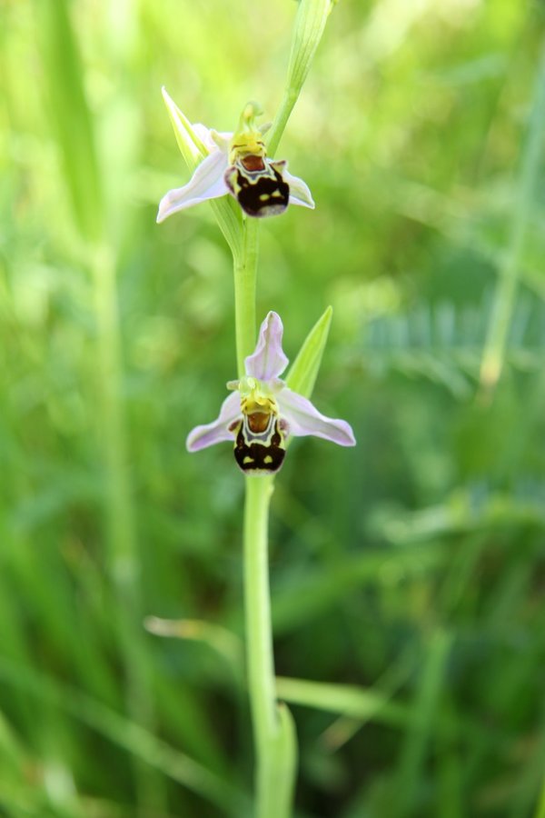 Čebeljeliko mačje uho (<i>Ophrys apifera</i>), 2009-05-28 (Foto: Sonja Kostevc)