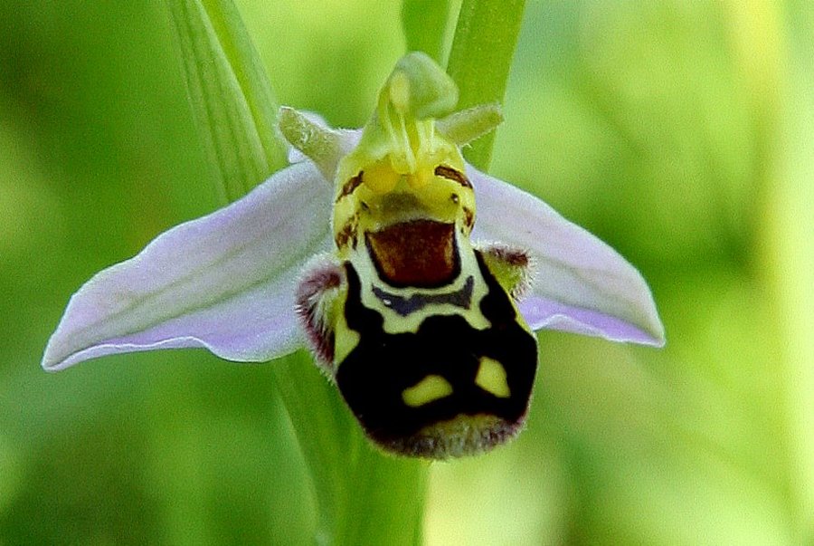 Čebeljeliko mačje uho (<i>Ophrys apifera</i>), 2009-05-28 (Foto: Sonja Kostevc)