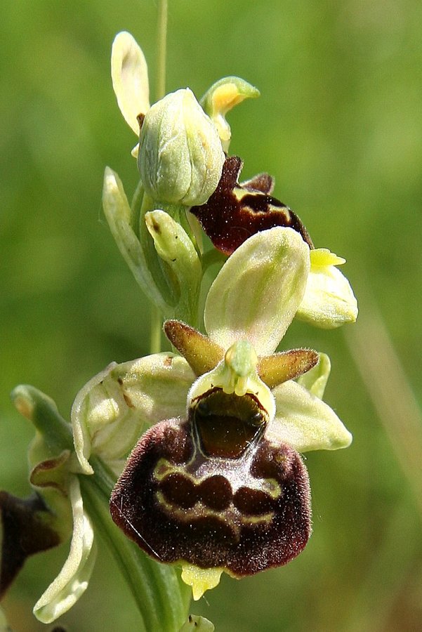 Čmrljeliko mačje uho (<i>Ophrys holoserica</i>), 2009-05-18 (Foto: Sonja Kostevc)