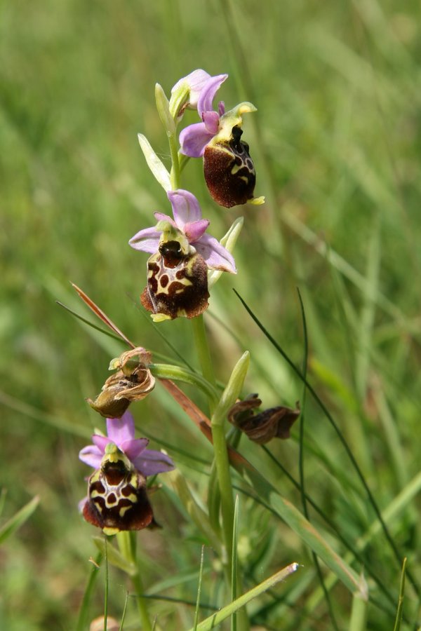 Čmrljeliko mačje uho (<i>Ophrys holoserica</i>), 2009-05-18 (Foto: Sonja Kostevc)