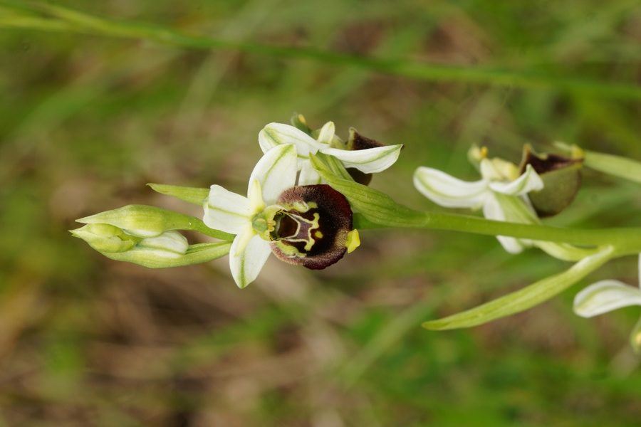 Čmrljeliko mačje uho (<i>Ophrys holoserica</i>), 2015-05-17 (Foto: Benjamin Zwittnig)
