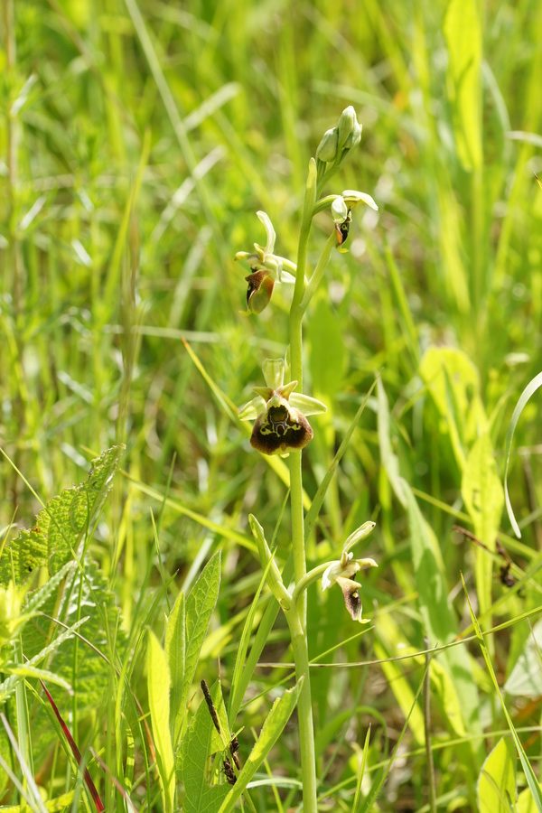 Čmrljeliko mačje uho (<i>Ophrys holoserica</i>), 2015-05-17 (Foto: Benjamin Zwittnig)
