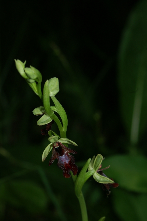 Muholiko mačje uho (<i>Ophrys insectifera</i>), 2008-05-10 (Foto: Benjamin Zwittnig)