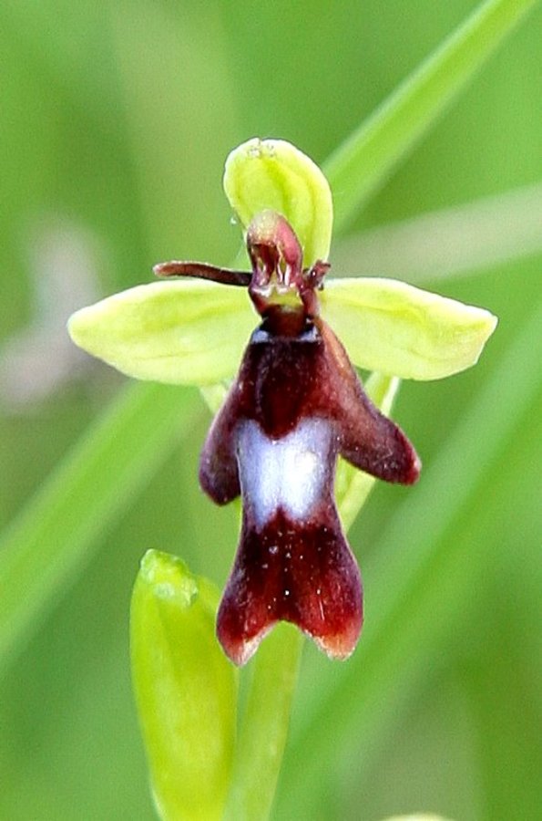 Muholiko mačje uho (<i>Ophrys insectifera</i>), 2009-05-29 (Foto: Sonja Kostevc)