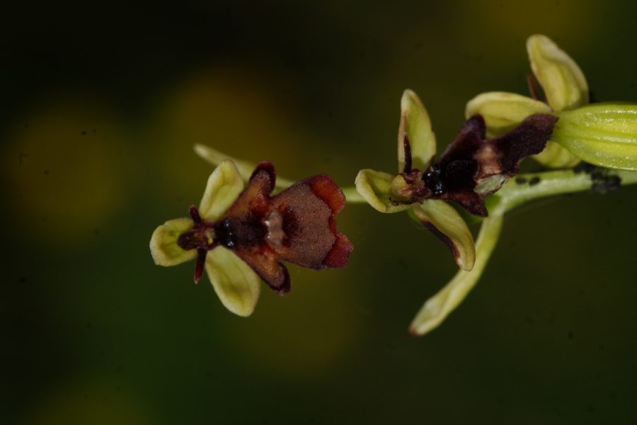 Muholiko mačje uho (<i>Ophrys insectifera</i>), 2016-06-12 (Foto: Benjamin Zwittnig)