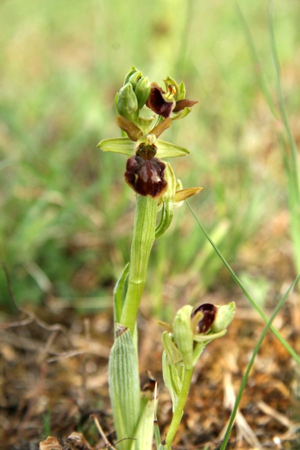 Osjeliko mačje uho (<i>Ophrys sphegodes</i>), 2009-04-18 (Foto: Sonja Kostevc)