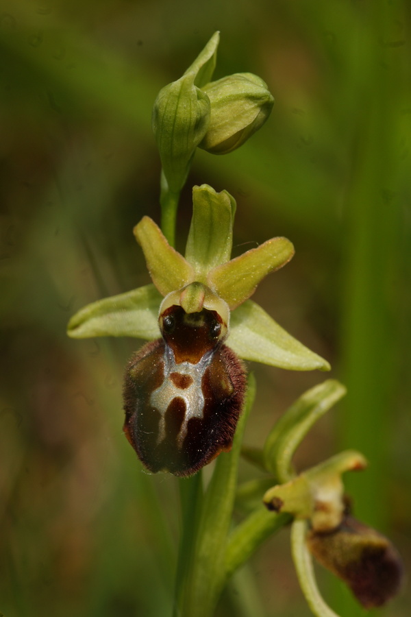 Osjeliko mačje uho (<i>Ophrys sphegodes</i>), 2014-04-19 (Foto: Benjamin Zwittnig)