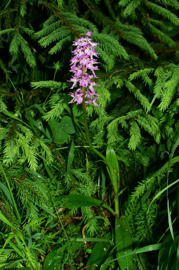 Stasita kukavica (<i>Orchis mascula</i>), 2006-06-03 (Foto: Benjamin Zwittnig)