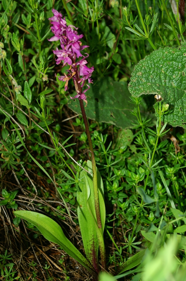 Stasita kukavica (<i>Orchis mascula</i>), 2006-06-03 (Foto: Benjamin Zwittnig)