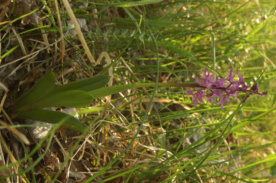 Stasita kukavica (<i>Orchis mascula</i>), 2007-04-22 (Foto: Benjamin Zwittnig)