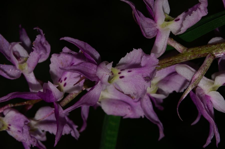 Stasita kukavica (<i>Orchis mascula</i>), 2006-06-23 (Foto: Benjamin Zwittnig)