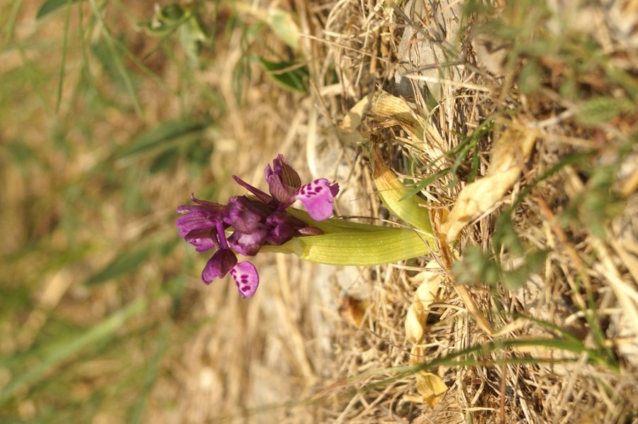 Navadna kukavica (<i>Orchis morio</i>), 2007-04-22 (Foto: Benjamin Zwittnig)