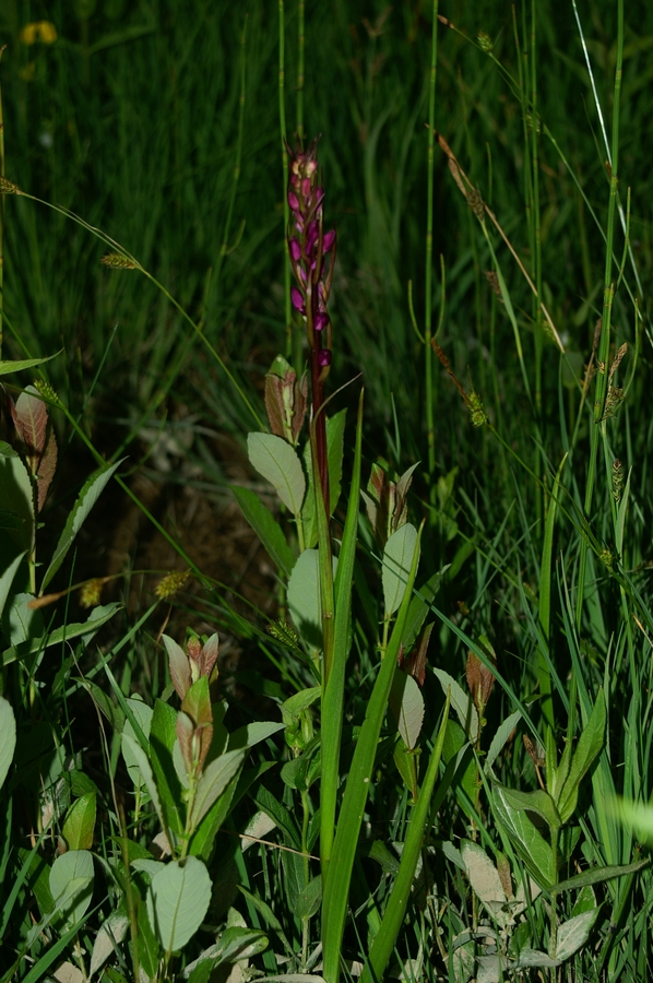 Močvirska kukavica (<i>Orchis palustris</i>), 2006-06-03 (Foto: Benjamin Zwittnig)