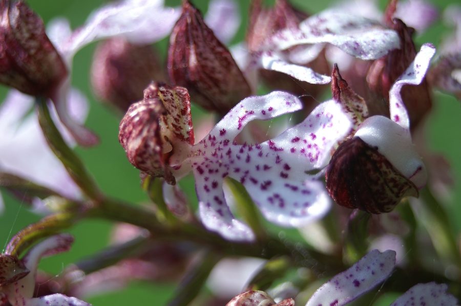 Škrlatna kukavica (<i>Orchis purpurea</i>), 2007-04-28 (Foto: Benjamin Zwittnig)