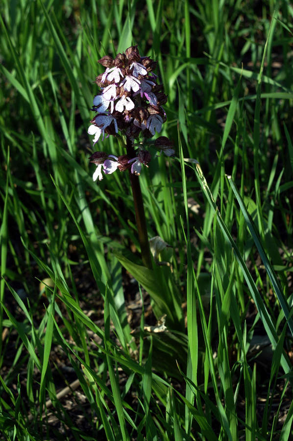 Škrlatna kukavica (<i>Orchis purpurea</i>), 2007-04-28 (Foto: Benjamin Zwittnig)