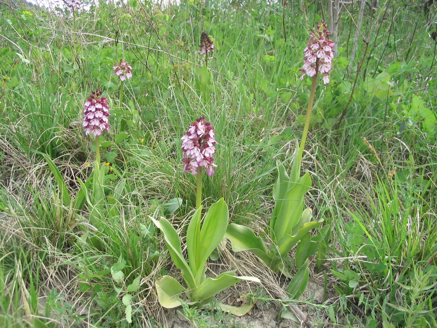 Škrlatna kukavica (<i>Orchis purpurea</i>), 2006-04-26 (Foto: Kristina Ugrinović)