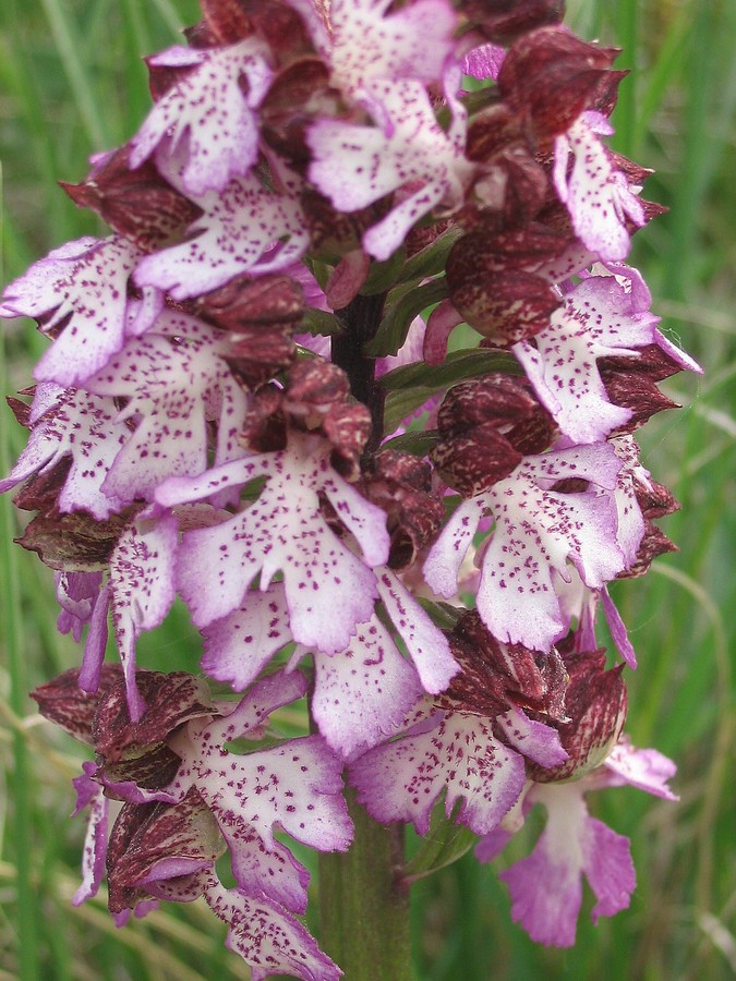 Škrlatna kukavica (<i>Orchis purpurea</i>), 2006-04-26 (Foto: Kristina Ugrinović)