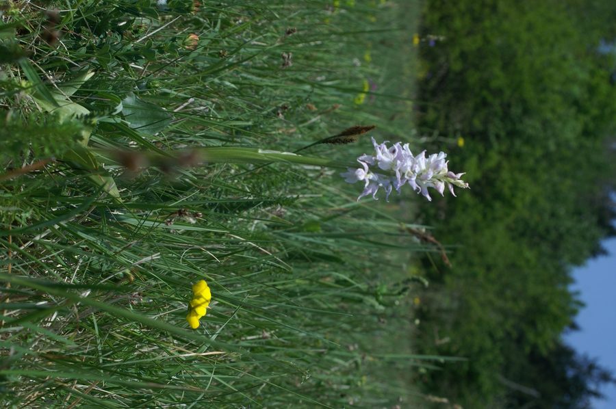 Zvezdasta kukavica (<i>Orchis signifera</i>), 2007-04-29,    Albino primerek. (Foto: Benjamin Zwittnig)