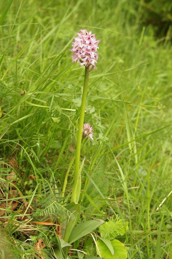Trizoba kukavica (<i>Orchis tridentata</i>), 2010-05-14 (Foto: Benjamin Zwittnig)