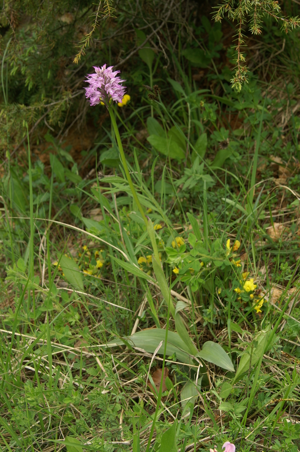 Trizoba kukavica (<i>Orchis tridentata</i>), 2010-05-16 (Foto: Benjamin Zwittnig)