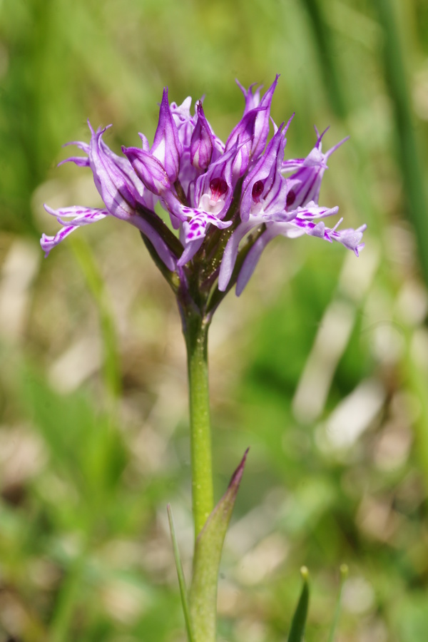 Trizoba kukavica (<i>Orchis tridentata</i>), 2015-05-07 (Foto: Benjamin Zwittnig)