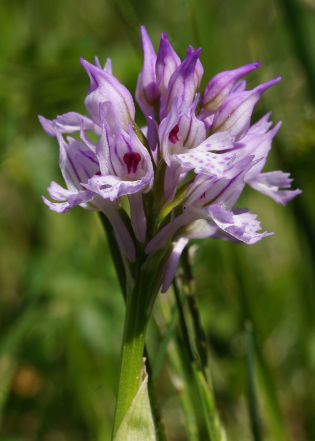 Trizoba kukavica (<i>Orchis tridentata</i>), 2015-05-10 (Foto: Benjamin Zwittnig)