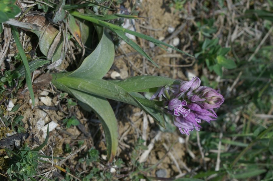 Trizoba kukavica (<i>Orchis tridentata</i>), 2007-04-29 (Foto: Benjamin Zwittnig)