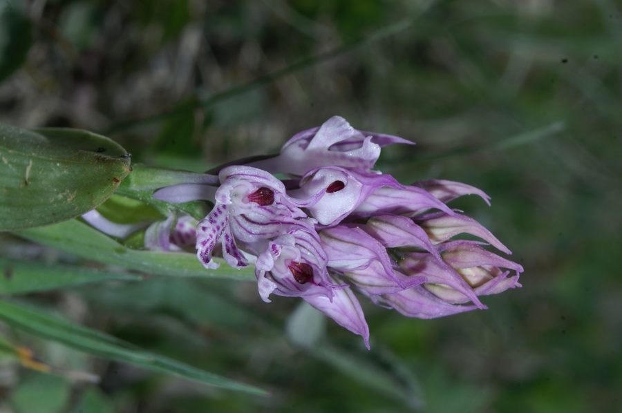Trizoba kukavica (<i>Orchis tridentata</i>), 2007-04-29 (Foto: Benjamin Zwittnig)