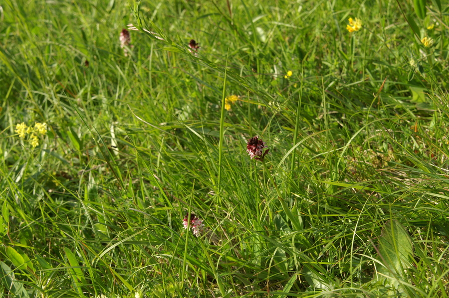 Pikastocvetna kukavica (<i>Orchis ustulata</i>), 2010-05-23 (Foto: Benjamin Zwittnig)