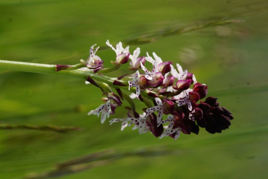 Pikastocvetna kukavica (<i>Orchis ustulata</i>), 2015-05-17 (Foto: Benjamin Zwittnig)